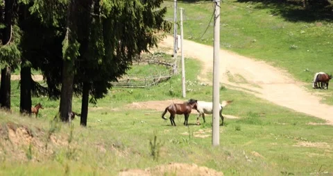 Two horses fighting on a wide open field Stock Footage 197387996