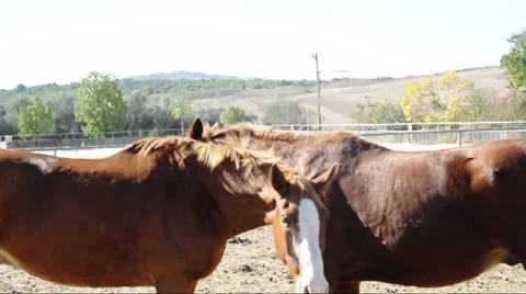 Two horses flirt and play Stock Footage 33521596