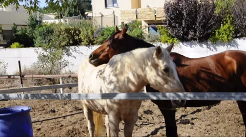 Two horses flirt and play Stock Footage 33522081