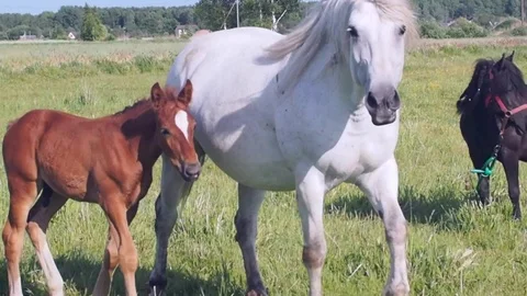 Two horses with a foal Stock Footage 91846648
