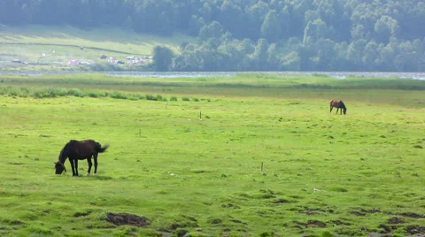 Two horses Video stock 1183719