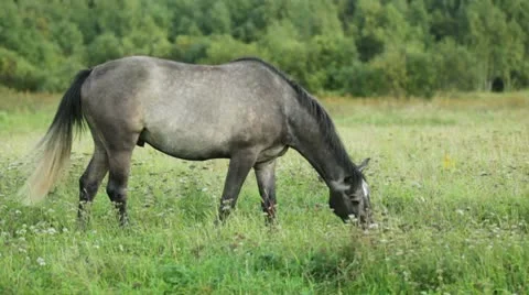 Two horses Stock Footage 10578459