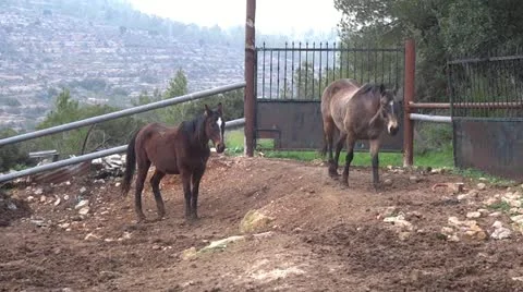 Two horses Vidéo 20449097