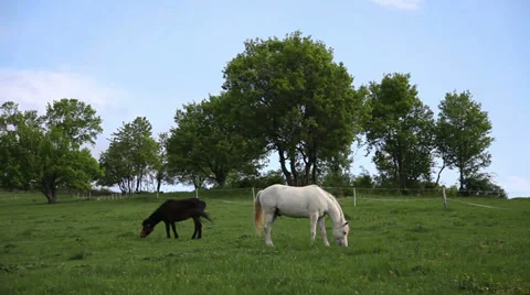 Two horses 動画素材 27352768
