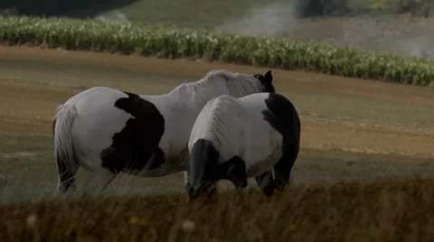 Two horses Video stock 30776043