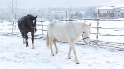 Two Horses Stock Footage 45490910