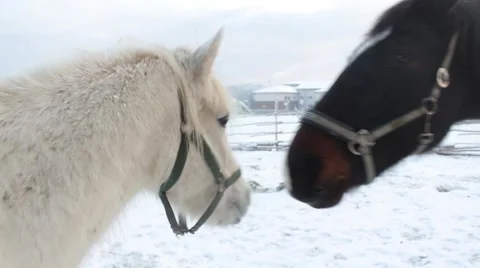 Two Horses Stock Footage 45491046