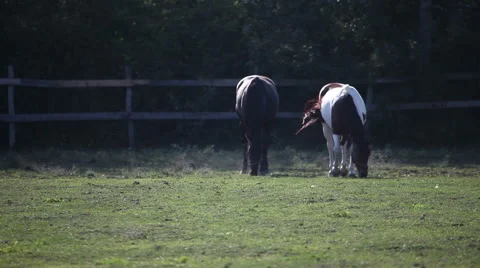 Two horses Vidéo 68277551