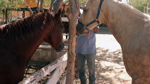 Two horses Vídeos de archivo 81729676