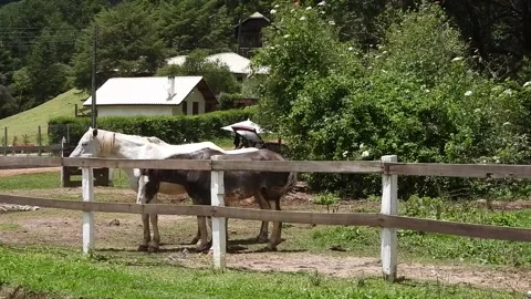 Two horses Stock Footage 170332559