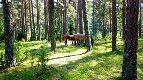 Two horses in the forest Video stock 104115110