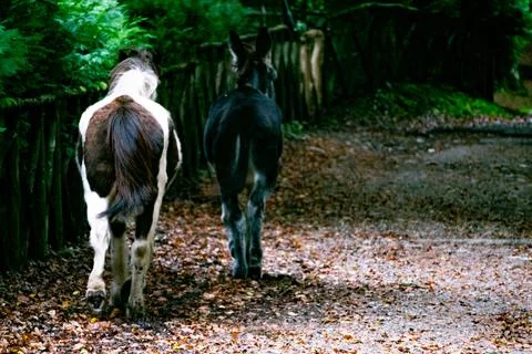 Two horses in a forest Photos