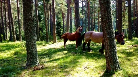 Two horses in the forest watching camera Video stock 104115106