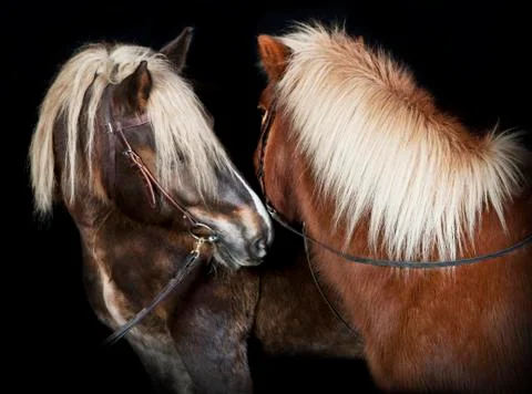 Two horses in front of black background Stock Photos