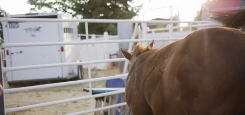 Two horses galloping in the farm 動画素材 76278212