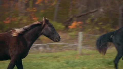 Two horses galloping Stock Footage 152712637