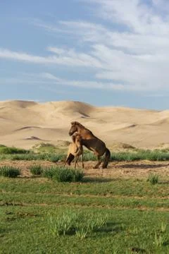Two horses in Gobi desert, Mongolia. Stock Photos