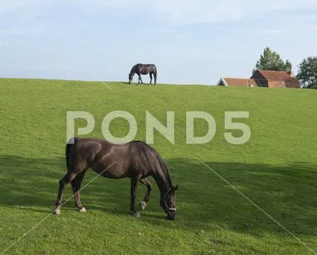 Two horses on grassy dyke under blue sky in dutch province of friesland graze Stock Photos