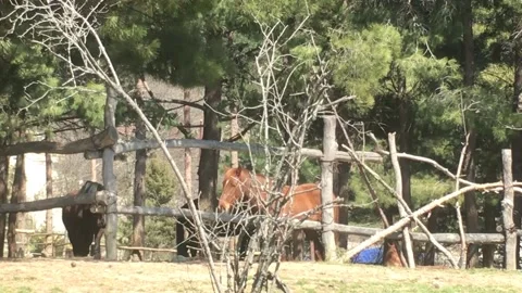 Two Horses Graze in the Coniferous Forest Behind the Fence Panorama Stock Footage 168014151