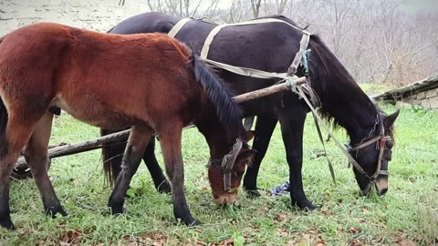 Two horses graze in countryside Stock Footage 294926455