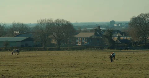 Two horses graze in a field beneath a small town in Essex Video stock 127097502