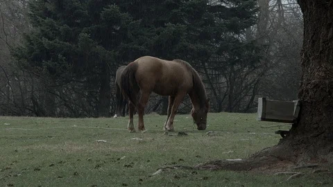 Two horses graze Stock Footage 98943361