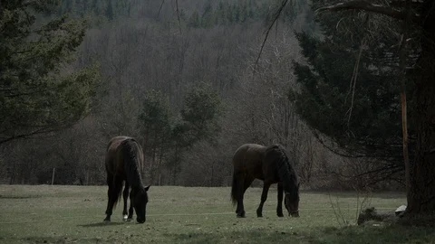 Two horses graze Video stock 98943580