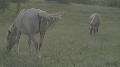 Тwo Horses Graze Grass in The Field. Shot in 4K / V-Log Video stock 132797545