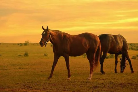 Two horses graze in a paddock at sunset in summer Stock Photos