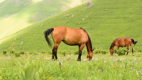 Two horses graze on pasture Stock Footage 105194064