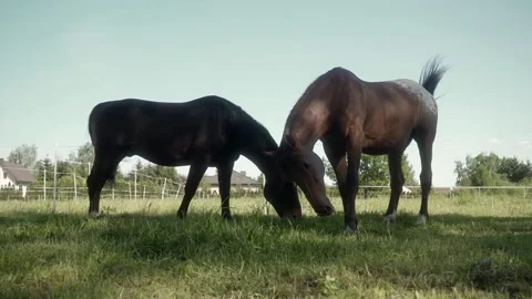 Two horses graze side by side in a grassy pasture fenced with a electric fence. Video stock 278546718