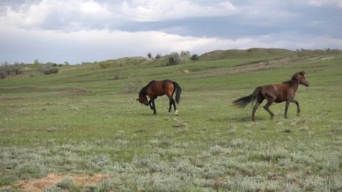 Two horses graze in the steppe. Leash horse, Russia. 4K stock video footage Video stock 124165581