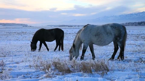 Two horses graze in winter cold evening Stock Footage 86223165