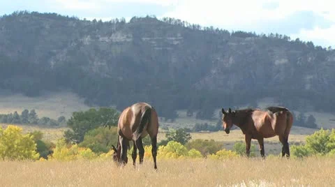 Two Horses Grazing 스톡 동영상 19062178