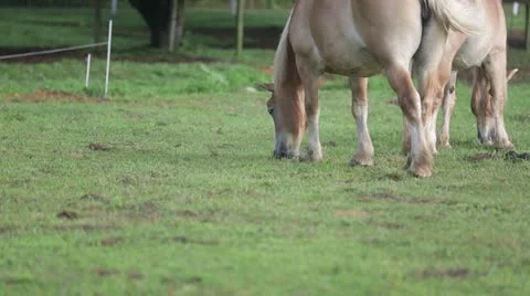 Two horses grazing Stock Footage 21787547