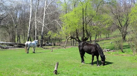 Two horses grazing 動画素材 49311058
