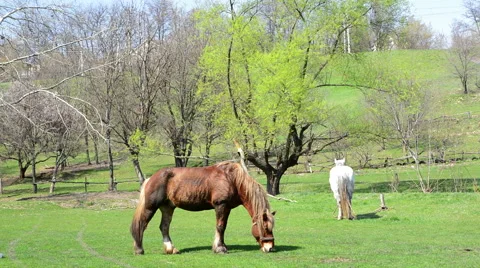 Two horses grazing 動画素材 49311288
