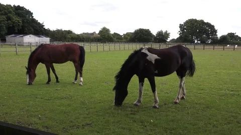 Two Horses Grazing Video stock 78464015
