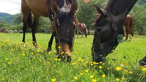 Two horses grazing grass between flowers Vídeo Stock 242840782
