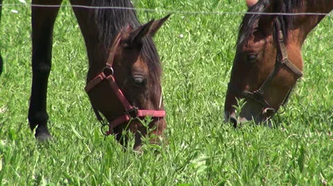 Two horses grazing grass Stock Footage 24898769