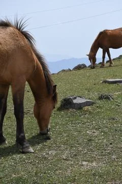 Two horses grazing grass in top of mountain with sky 写真素材
