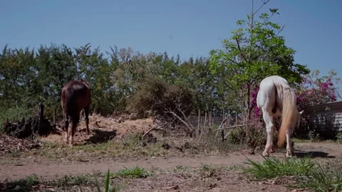 Two Horses Grazing from Ground-Level Rear View Video stock 345055013