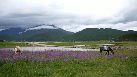Two horses grazing on the meadow Stock Footage 11661504