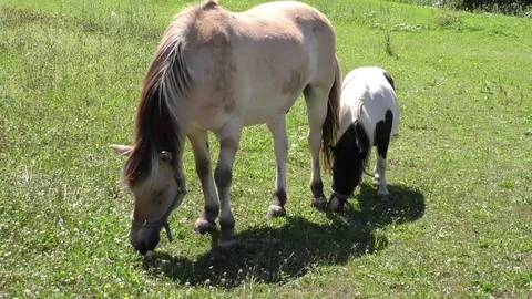 Two horses grazing in a meadow Vídeos de archivo 77116499