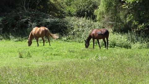 Two horses grazing in a meadow 库存影片 77117443