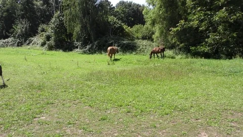 Two horses grazing in a meadow Vídeos de archivo 77118171