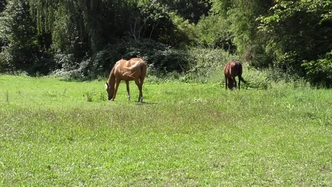 Two horses grazing in a meadow Vídeos de archivo 77155881