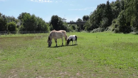Two horses grazing in a meadow Vídeos de archivo 77156920