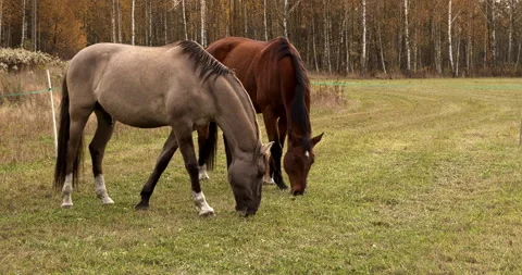 Two horses grazing in the meadow. Stock Footage 292317900