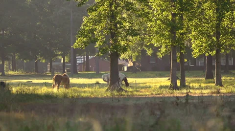 Two Horses Grazing Medium 2 Stock Footage 32679159